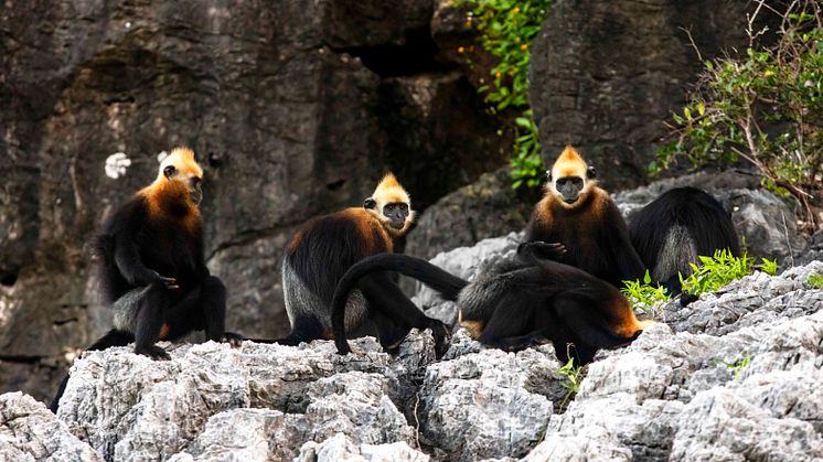 Artenschutz der Goldkopflanguren - Foto: Zoo Leipzig