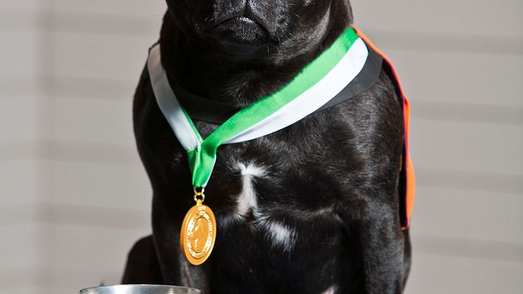 Årets sociala tjänstehund 2020