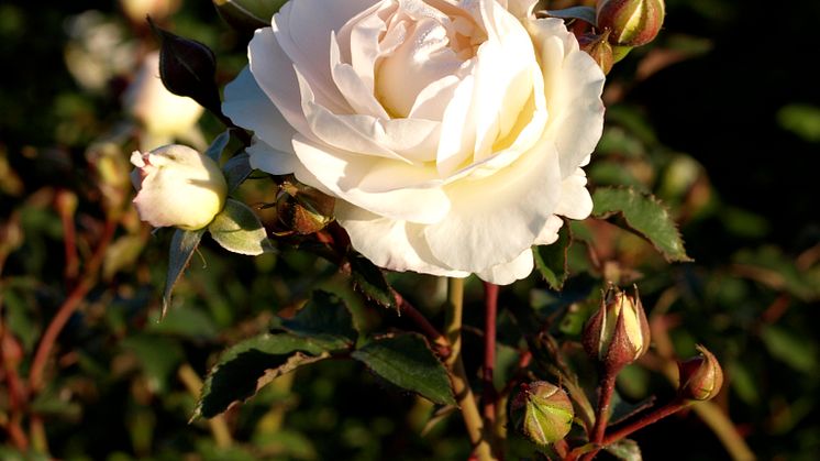 Vårens växtnyheter från Blomsterlandet