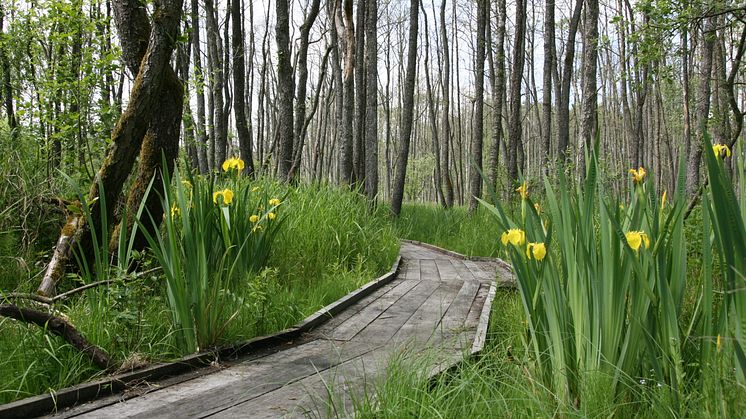 Hovdala Vandringscentrum, alspången