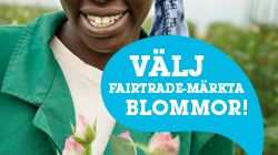 Schyssta rosor i Örebro inför alla hjärtans dag