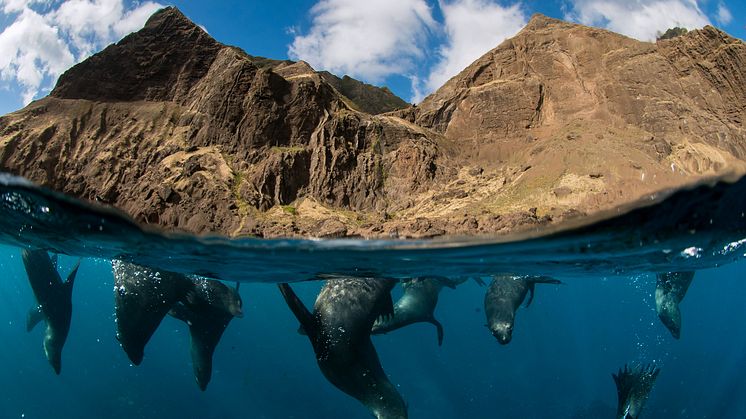 3.2.P.1 Pristine Seas National Geographic cr_ Enric Sala_