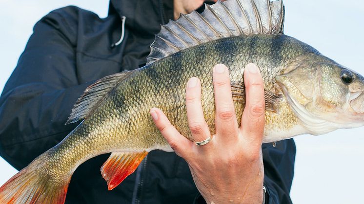 Fångas rekordfisken i sommar? Här är oddsen!