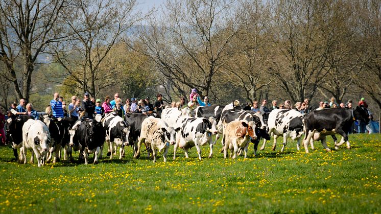 Premiärhelg för kosläpp lockade rekordpublik – 16 000 personer