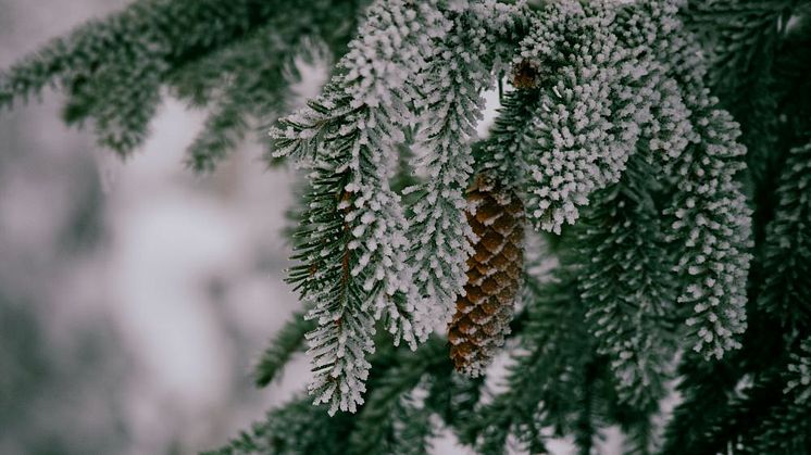 Callunas julgåva 2022 går till Naturarvets arbete med skydd av värdefulla gammelskogar. Foto: Kasia Gajek (unsplash.com).