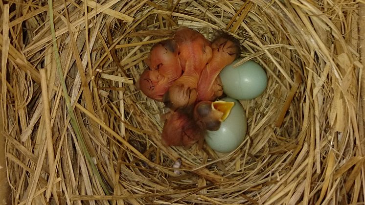 Flycatcher nestlings