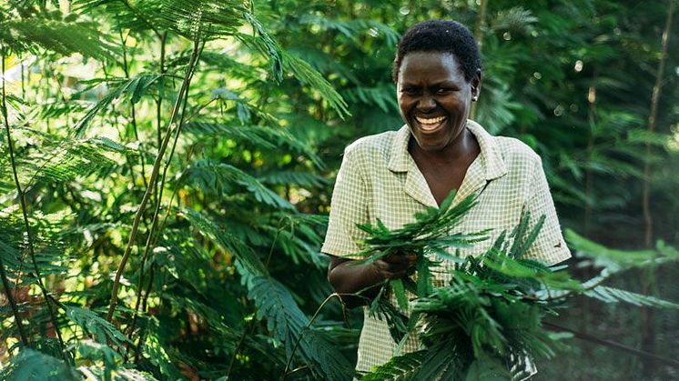Benta Muga odlar träd tillsammans med grödor på sin gård utanför Kisumu, Kenya. Träden gör att hennes åkrar återfått sin bördighet, samtidigt som de skyddar mot erosion och brännande sol och ger dessutom foder till djuren. Foto: Amunga Eshuchi