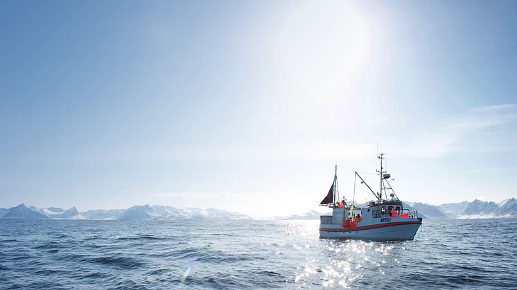 In das kristallklare, saubere, norwegische Meer schwimmt der Skrei immer nur im Winter