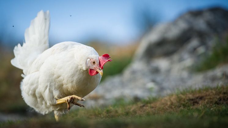 Første høne i kurva: Dyrevelferd er sentralt i økologisk dyrehold med strenge krav til levekårene for blant andre høner. Foto: Debio