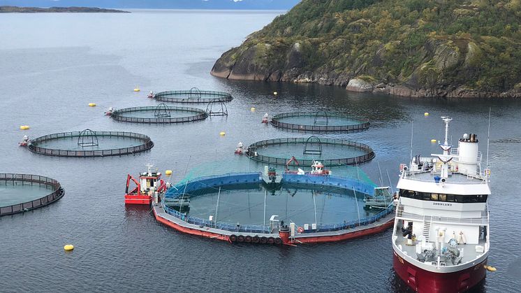 Smolt is put into Cermaq's new closed containment system in Horsvågen