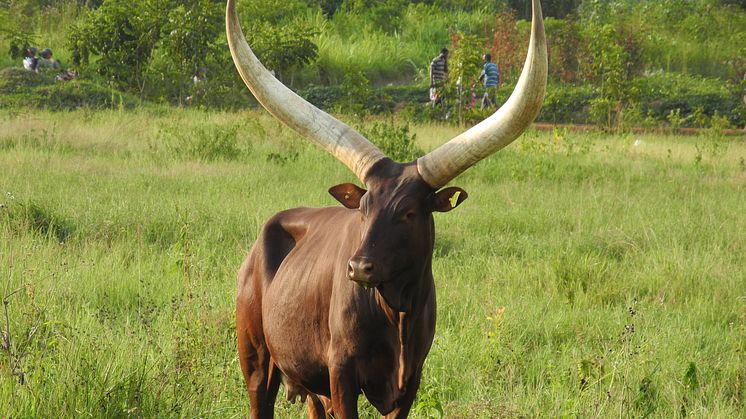 Mjölken i Rwanda produceras oftast av importerade holsteinkor som korsats med olika lokala raser i varierande grad, men även av inhemska ankole-kor som denna. Foto: Renee Båge