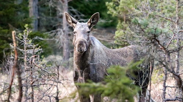 Älgjakt bedrivs inom tre olika typer av områden: oregistrerad mark, licensområde eller älgskötselområde. Dessa områden ingår i ett älgförvaltningsområde med en grupp som planerar förvaltningen för det övergripande området. Foto: Jimmy Pettersson