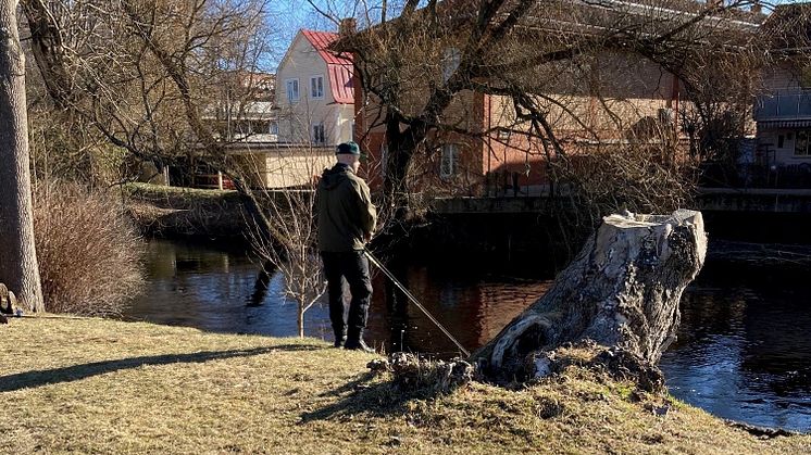 På lördag är det dags för fiskepremiär i Ronnebyån. 