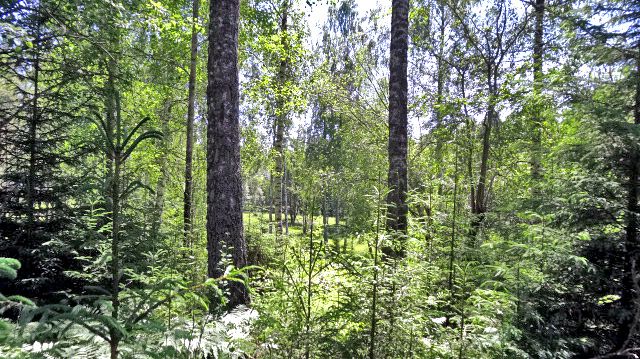 Lövträdsrika öar blir naturreservatet Krokstadön