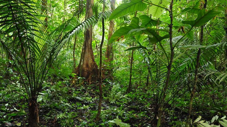 Palmer som är del av mer än 20 års kartläggning av palmer och växtplatser i Amazonas. Foto: Henrik Balslev.