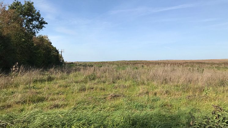 Auf dieser Fläche südöstlich von Burgebrach (Landkreis Bamberg) entsteht im kommenden Jahr ein neuer Agro-Photovoltaik-Park der Bayernwerk Natur GmbH.