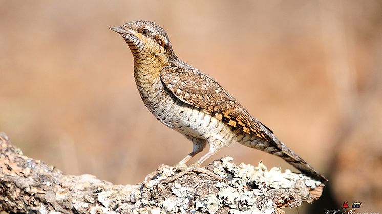 Göktyta. Foto: Carl Hawker (Macaulay Library ML176000781)