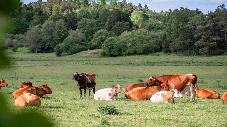 KRAV och Agronod i nytt samarbete om klimatberäkning