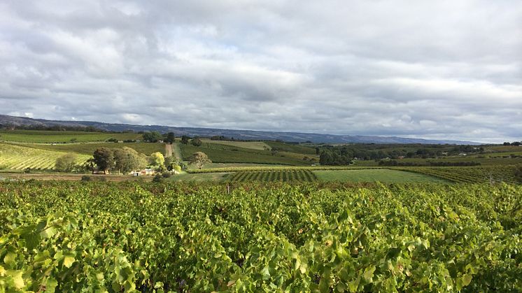 Aphelion vineyard.JPG