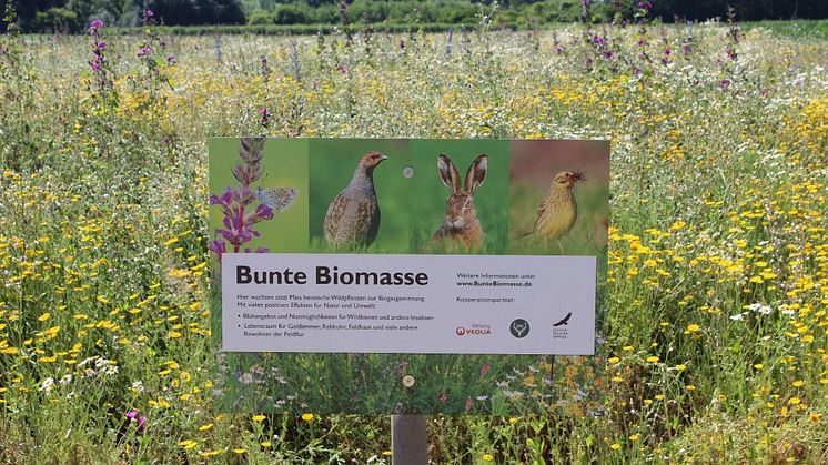 Projektfläche "Bunte Biomasse" mit Beschilderung (Autor: Werner Kuhn)