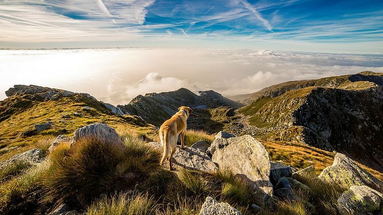 Gipfelsieg auf vier Pfoten. Wandern mit Hund unterscheidet sich grundlegend vom Wandern ohne Hund. Mit Hund ist man nämlich nie alleine.