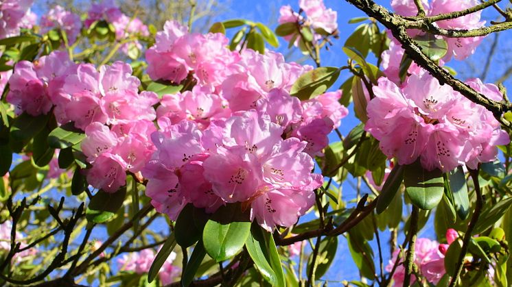 Rhododendronblomning på Sofiero
