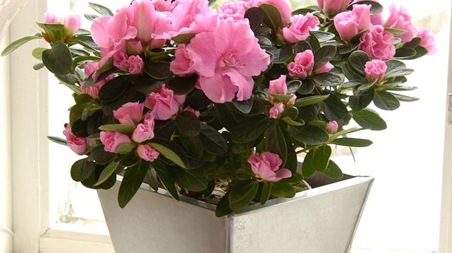En dubbelblommande rosa azalea.