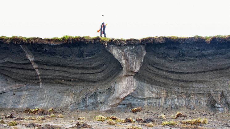 Iskilar på Herschel Island. Matthias Siewert