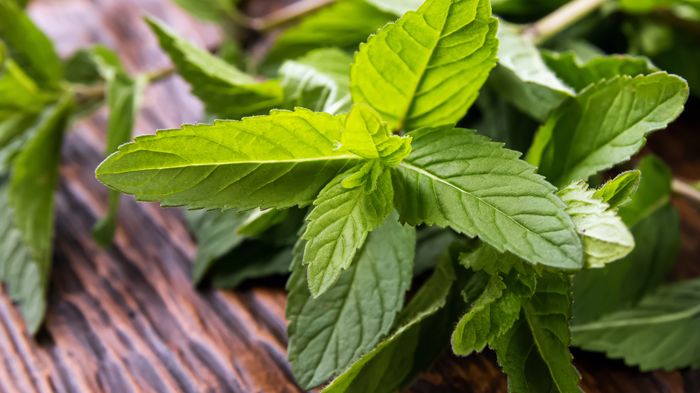 Frische Füße dank Menthol. Diana Vyshniakova | stock.adobe.com