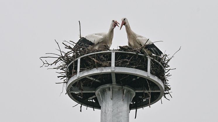 Bereits kurz nachdem das LVN-Team den Stahlkorb auf dem Betonmast montiert hatte, bezog das Weißstorchenpaar das neue Nest.