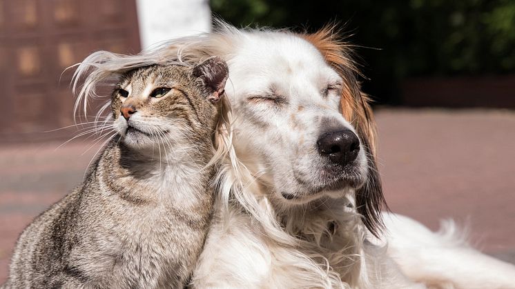 Katt_og_hund_Musti_Påske_2