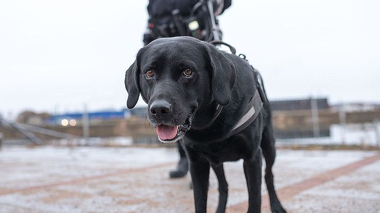 Boy från Haparanda är Årets narkotikasökhund 2018