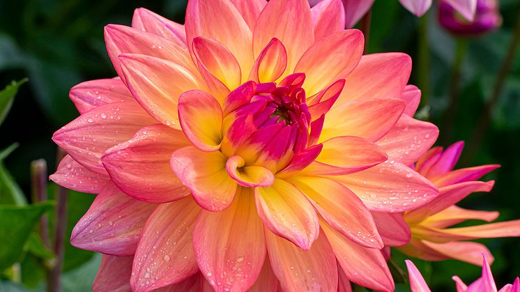 Dekorativdahlia 'Melody Dora' . Blomsterlandet 2023