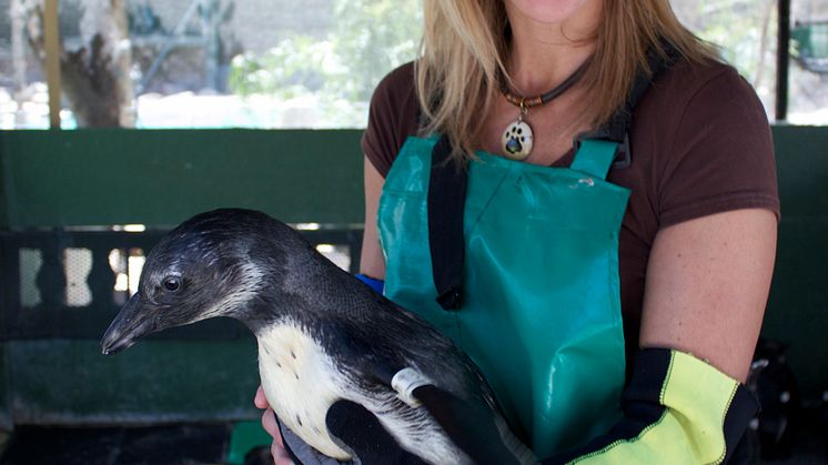 Michaela penguins