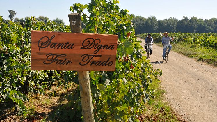 Rättvisa droppar i rosé och alkoholfritt