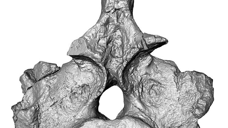New Zealand nothosaur vertebra, computerised tomography