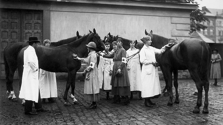 Hästsjukvårdskurs för Blå Stjärnor på 1920-talet