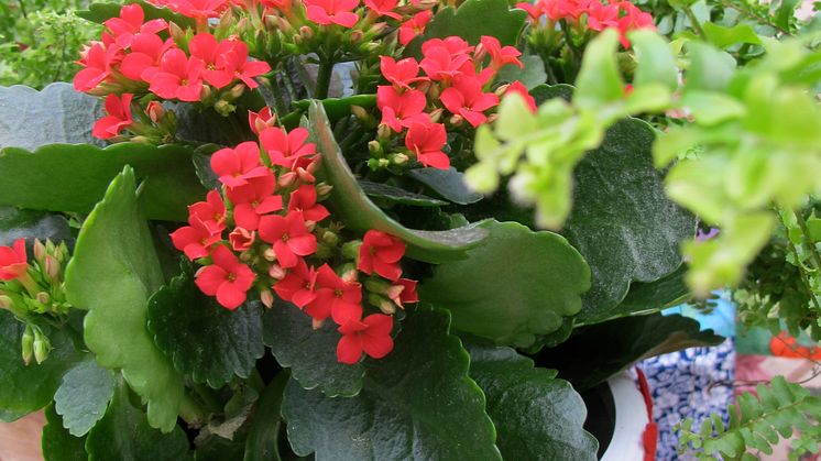 Kalanchoe - en av de sju som ger en fröjdefull jul