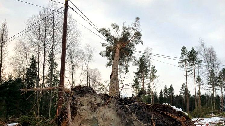 Bild från stormen Alfrida. Foto: Linde energi