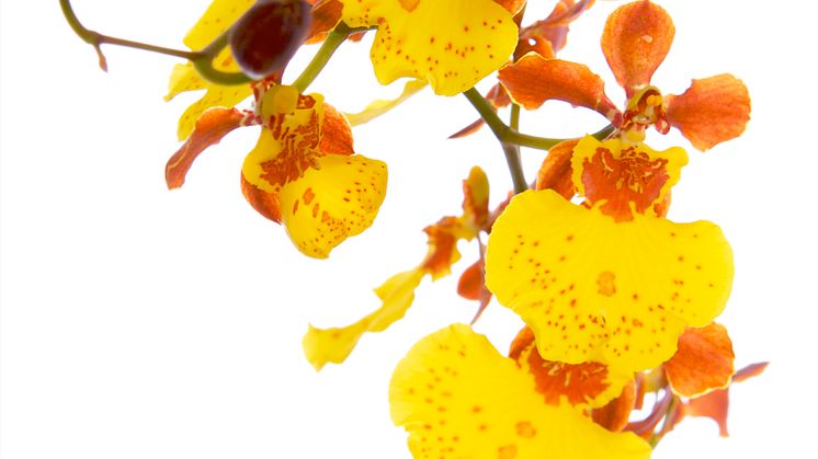 Oncidium