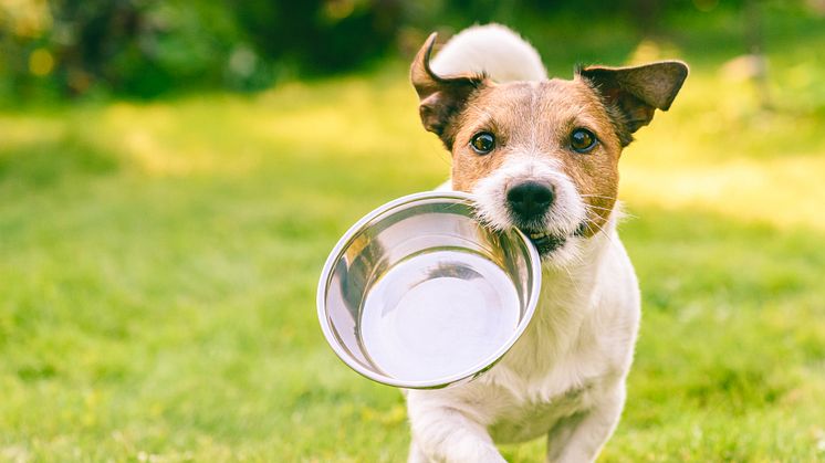 As summer heat wave temperatures soar in Europe and the USA to blistering levels, it is vital to remember the hydration needs of pets (Credit: Alexei_tm  Stock photo ID-1173954887.jpg)
