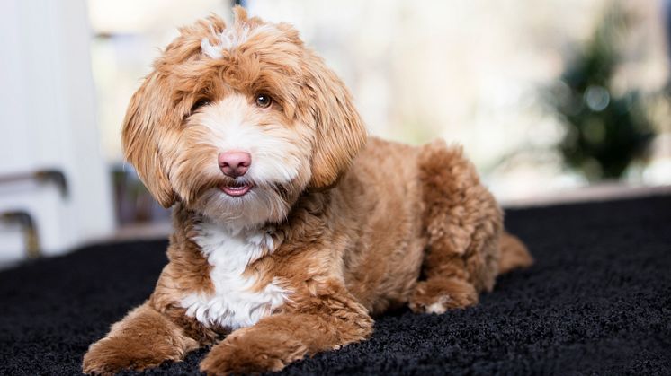 Cockerpoo