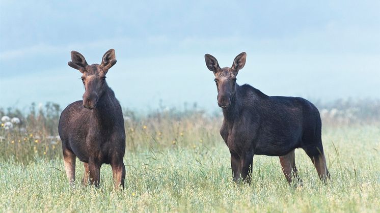 Ärtor, havre och vete är grödor som gillas av vilt, främst vildsvin, dovhjort och älg. Foto: Anders Åberg/Scandinav Bildbyrå
