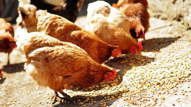 PFAS, dioxin och PCB i ekoägg