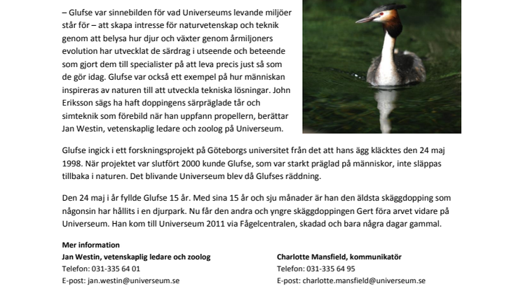 Glufse, världens äldsta skäggdopping, är död