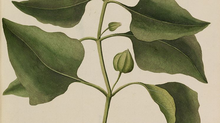 G.C. Oeder: Flora Danica. Copenhagen 1761–1883. Complete with 3240 original hand-coloured plates. Estimate: DKK 300,000-400,000. / € 40,000-54,000.