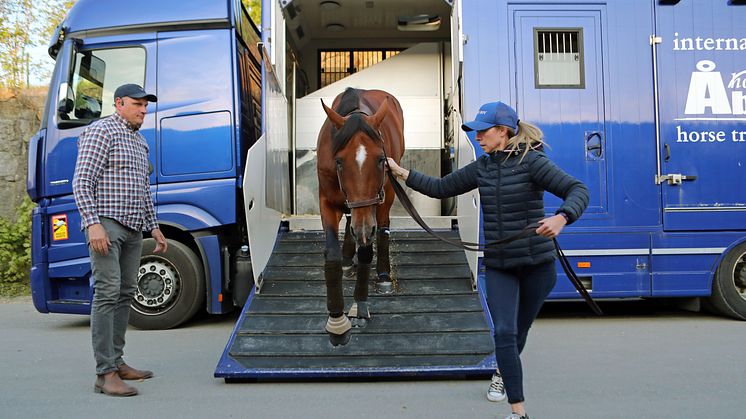 Elitloppstvåan Go On Boy kommer till Hugo Åbergs Memorial på Jägersro.  Foto: Maria Holmén