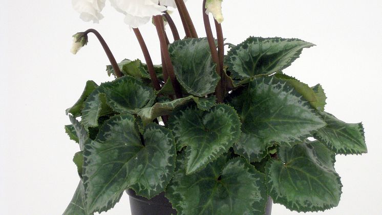Cyclamen persicum ´Miniwella´