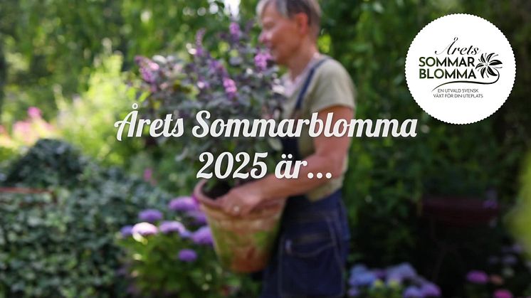 Årets Sommarblomma 2025 - Blomsterbasilika