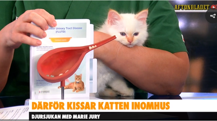 Bild från Aftonbladet TV 